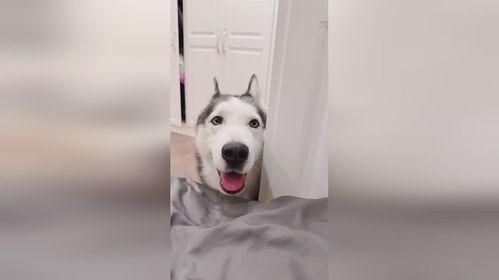 韩国哈士奇爆料视频播放,哈士奇爆料视频引发网友热议,揭秘真实韩国生活 第3张 韩国哈士奇爆料视频播放,哈士奇爆料视频引发网友热议,揭秘真实韩国生活 第3张